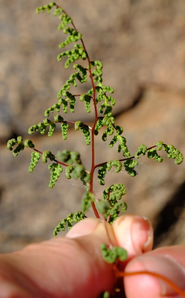 Cheilanthes dinteri