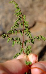 Image of Cheilanthes dinteri