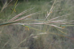 Hyperthelia dissoluta