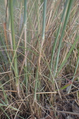 Hyperthelia dissoluta