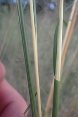 Hyperthelia dissoluta