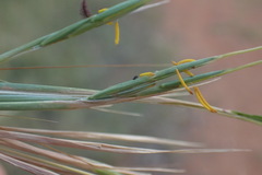 Hyperthelia dissoluta