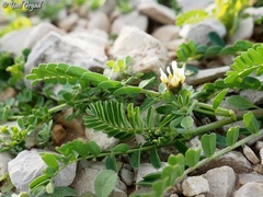 Astragalus boeticus