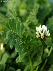 Astragalus boeticus