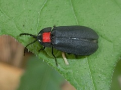 Pyrocoelia formosana