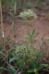 Agathisanthemum bojeri
