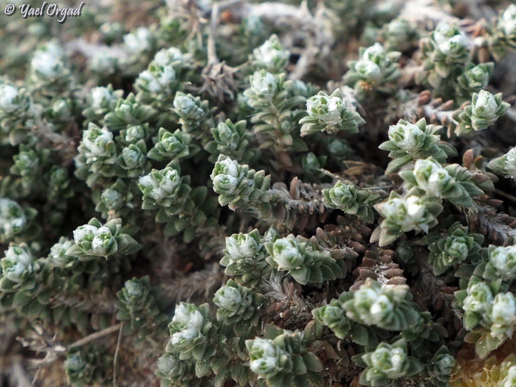Paronychia palaestina