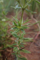 Agathisanthemum bojeri