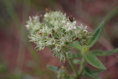 Agathisanthemum bojeri