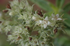 Agathisanthemum bojeri