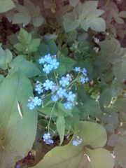 Brunnera macrophylla