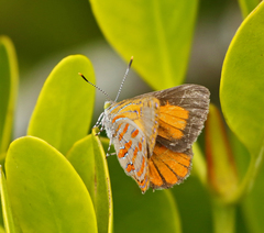 Hypochrysops apelles