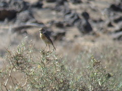 Saxicola dacotiae