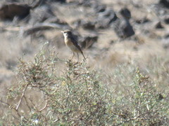 Saxicola dacotiae