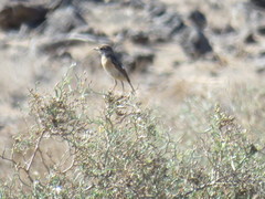 Saxicola dacotiae