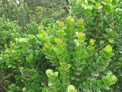 Eugenia capensis