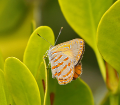 Hypochrysops apelles