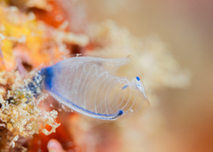Rhopalaea