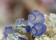 Rhopalaea