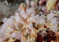 Clavelinidae