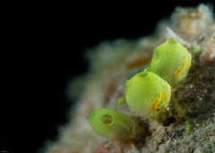 Perophora modificata