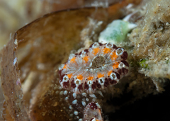 Botrylloides leachii