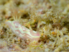 Ceratosoma