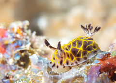 Halgerda wasinensis