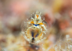 Rhopalaea