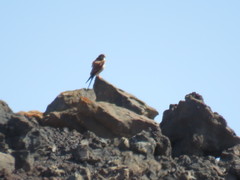 Falco tinnunculus dacotiae