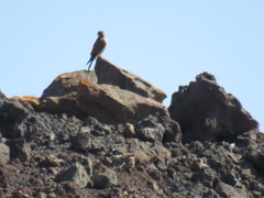 Falco tinnunculus dacotiae