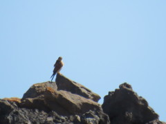 Falco tinnunculus dacotiae