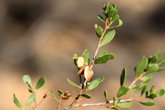 Dodonaea bursariifolia