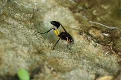 Sceliphron javanum petiolare