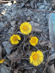 Tussilago farfara