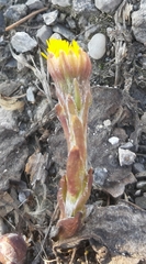Tussilago farfara