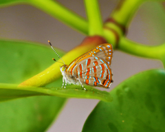 Hypochrysops apelles