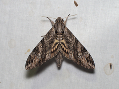 Agrius godarti