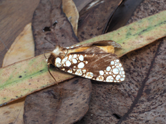 Dudgeonea polyastra