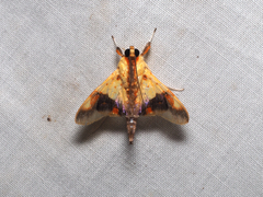Tetracona pictalis