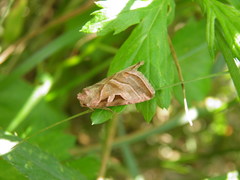 Eucarta virgo