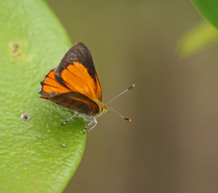 Hypochrysops apelles