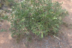 Grewia rogersii