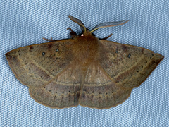 Anthela repleta