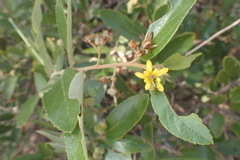 Grewia rogersii