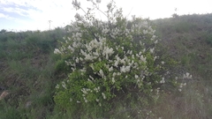 Ceanothus sanguineus