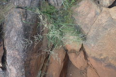 Eragrostis gummiflua