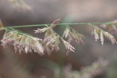 Eragrostis gummiflua