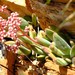 Crassula ausensis ausensis - Photo (c) Nick Helme, some rights reserved (CC BY-SA), uploaded by Nick Helme