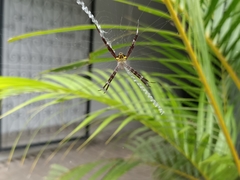 Argiope appensa
